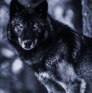 Meet your Posher, Marvin